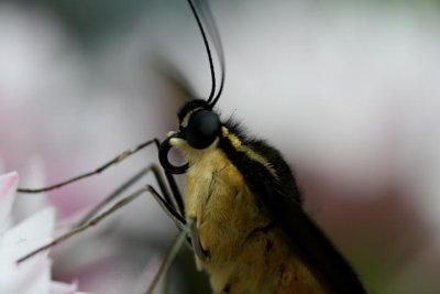 tropischer Schmetterling / tropical butterfly