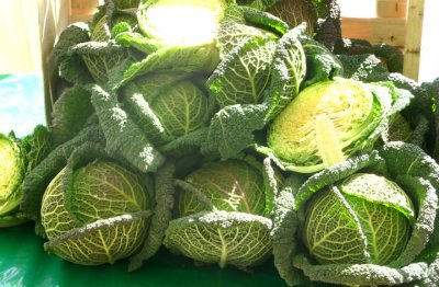 Wirsing / Savoy cabbage