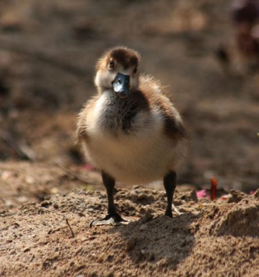 Nilganskken / Egyptian gosling