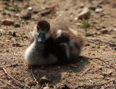 Nilganskken / Egyptian gosling