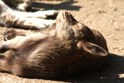 Zicklein, schlfrig in der Sonne / kid, sleepy in the sun