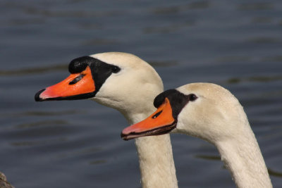 Höckerschwäne / mute swans