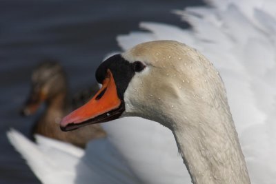 Hckerschwan / mute swan