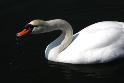 trinkender Hckerschwan / mute swan drinking