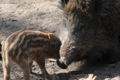 Wildschweine / wild boars