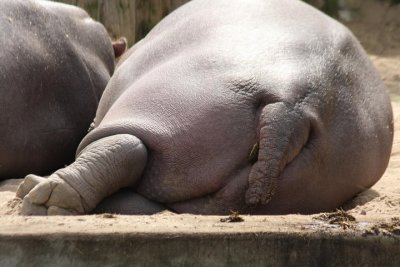 Flusspferd / hippo