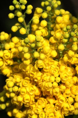 Mahonia