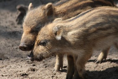 Wildschweine / wild boars