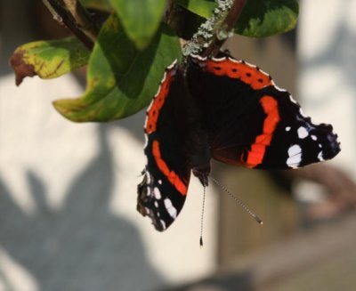 Admiral / Red Admiral