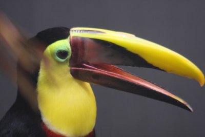Swainson-Tukan / chestnut-mandibled toucan