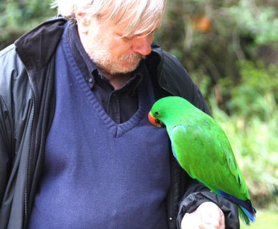 nibbling at John's jumper: Edelpapageimnnchen / male eclectus parrot