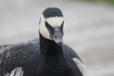 Weiwangengans / barnacle goose