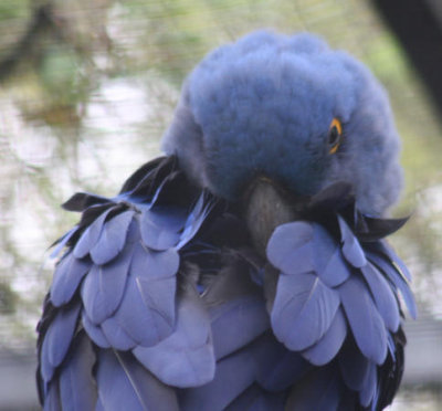 Hyazinth-Ara / hyacinth macaw