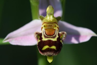 Bienen-Ragwurz / bee-orchid