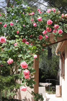 unsere Kletterrose / our climbing rose