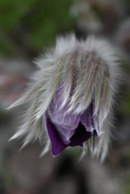 Kchenschelle / pasque flower