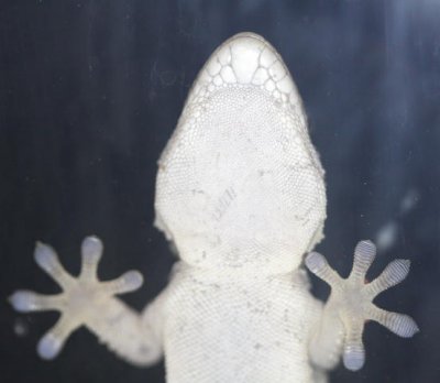 Gecko am Fenster / gecko on the window