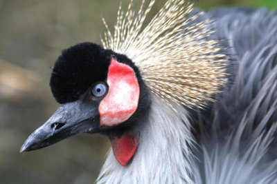 Kronenkranich / crowned crane