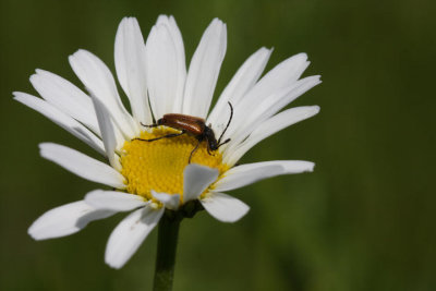 Rothalsbock / red longhorn beetle