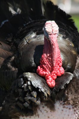 Truthahn / male turkey