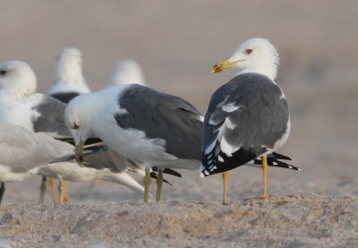 Barabensis type gulls, Oman 26.11-4.12 2009