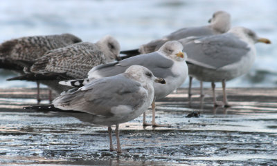 Argentatus gulls, Vik, Sweden, 2.1 2010