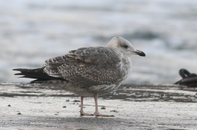 Argentatus gulls, Vik, Sweden, 2.1 2010