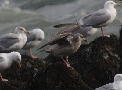 Argenteus type gulls SW Iceland 28.2-4.3 2010