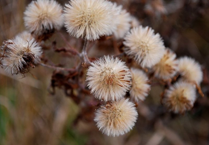 Aster Seed Heads
