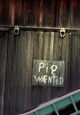 Pig Wanted!