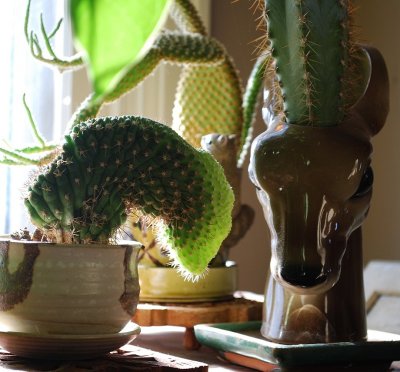 Cactus Still Life