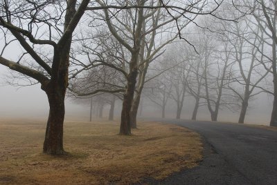 Foggy Roadway