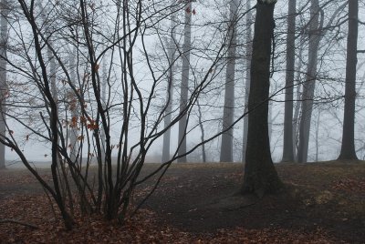 Foggy Landscape With Trunks