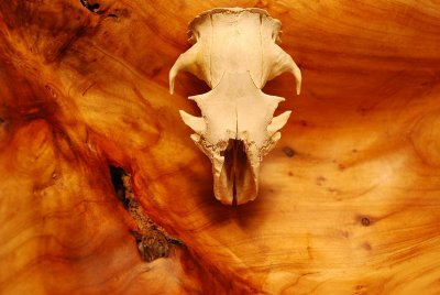 Skull and Wooden Bowl