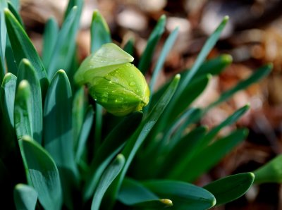 Daffodil Bud