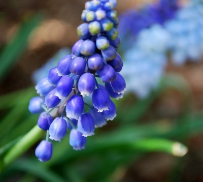 Grape Hyacinth