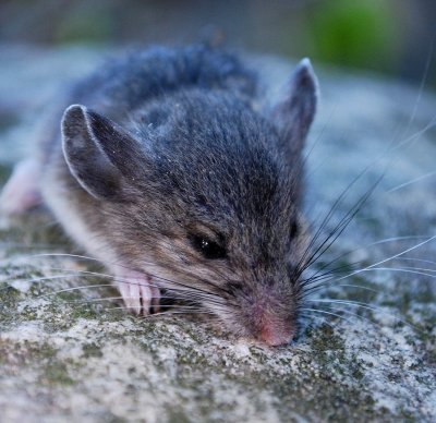 Not-In-The-House Mouse