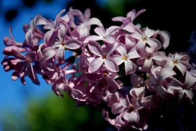 Purple Lilac