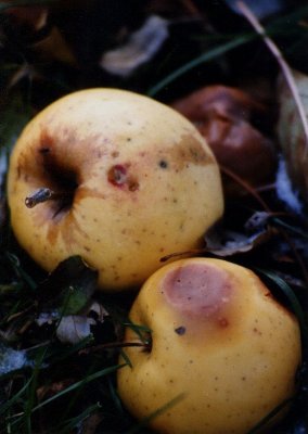 Rotten Yellow Apples