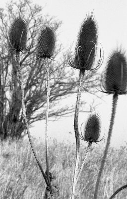 Dried Thistle Cones