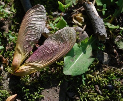 Maple Tree Seeds