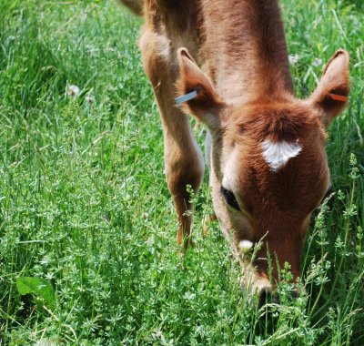 Calf In Meadow Grass