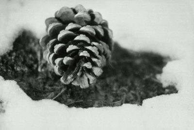 Pinecone In Snow
