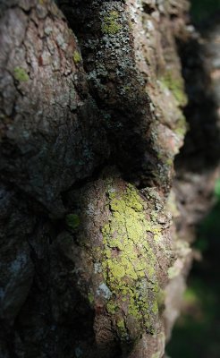 Green Lichen On Cottonwood Tree