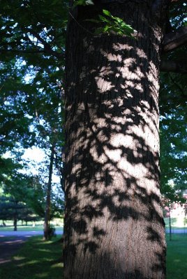 Maple Leaf Shadows