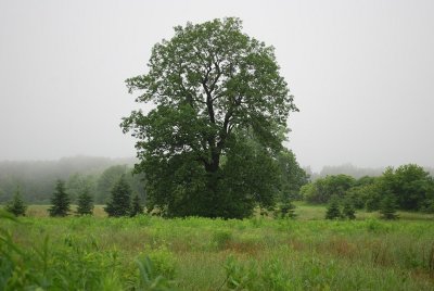 Hickory Tree, Rainy Summer Mist