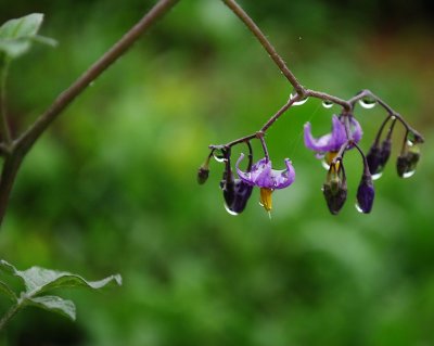 Nightshade Vine And Raindrops