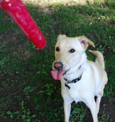 Popsicle Anticipation