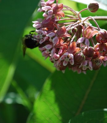 Milkweed And The Bee