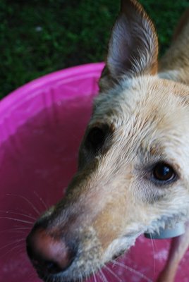 Like A Drowned Rat